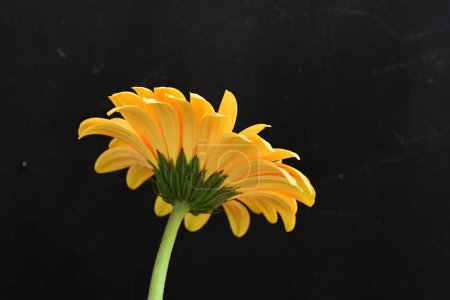 Téléchargez les photos : Beautiful  gerbera flower on dark background - en image libre de droit