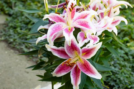 Photo for Pink and white lily flowers in the garden - Royalty Free Image