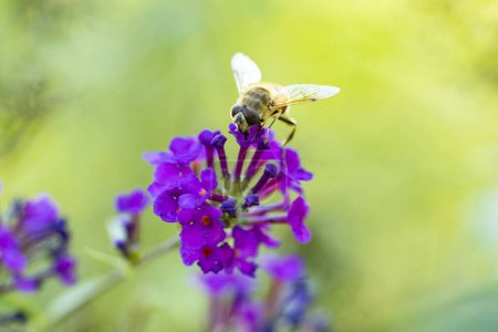 Téléchargez les photos : Une belle abeille sur une fleur - en image libre de droit