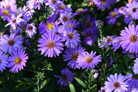 Foto de Hermosas flores violetas en el jardín - Imagen libre de derechos