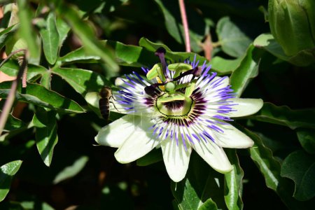 Téléchargez les photos : Belle fleur de passiflore violette dans le jardin - en image libre de droit