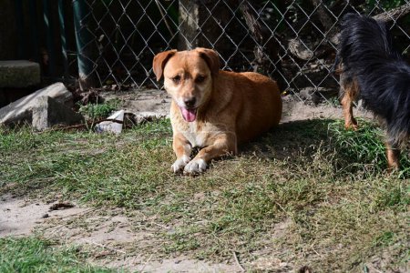 Téléchargez les photos : Portrait d'un chien mignon sur la pelouse - en image libre de droit