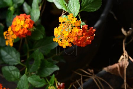 Téléchargez les photos : Belles fleurs oranges dans le jardin - en image libre de droit