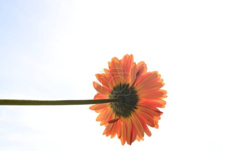 Téléchargez les photos : Belle fleur sur fond de ciel - en image libre de droit