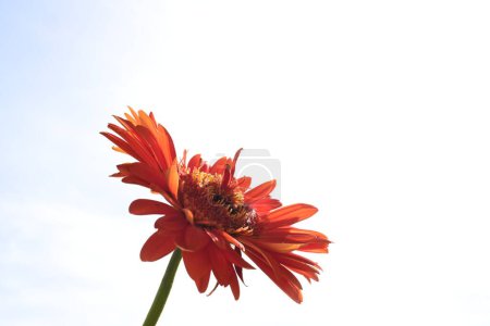 Téléchargez les photos : Belle fleur sur fond de ciel - en image libre de droit