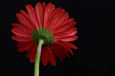 Téléchargez les photos : Gerbera rouge fleur sur fond noir - en image libre de droit