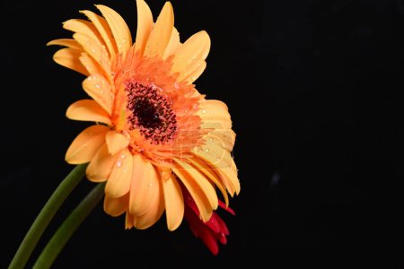 Foto de Hermosas flores de gerberas sobre fondo oscuro - Imagen libre de derechos