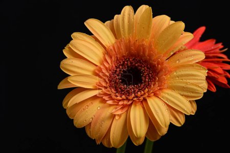 Téléchargez les photos : Belles fleurs de gerbera sur fond sombre - en image libre de droit