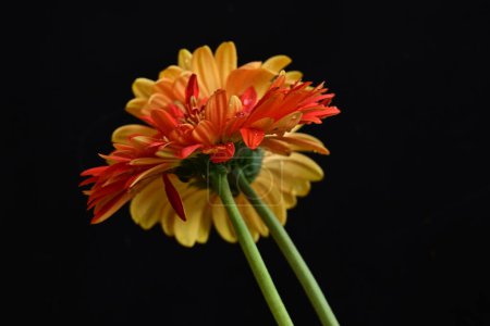 Foto de Hermosas flores de gerberas sobre fondo oscuro - Imagen libre de derechos