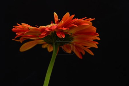 Foto de Beautiful gerbera   flower on dark background - Imagen libre de derechos