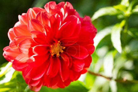 Foto de Hermosa flor creciendo en el jardín - Imagen libre de derechos