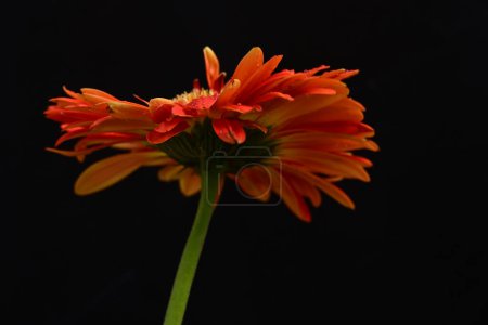 Photo for Beautiful gerbera   flower on dark background - Royalty Free Image