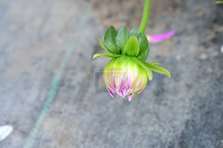 Photo for Beautiful  flower growing in the garden - Royalty Free Image