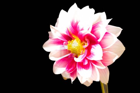 Photo for Beautiful   flower on dark background - Royalty Free Image