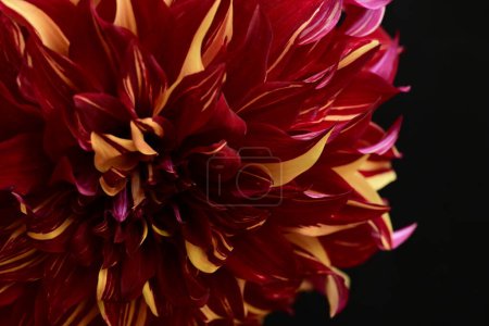 Foto de Flor roja sobre fondo negro - Imagen libre de derechos