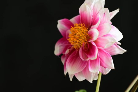 Foto de Hermosa flor rosa sobre fondo oscuro - Imagen libre de derechos