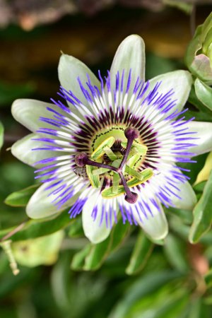 Téléchargez les photos : Belle fleur de passiflore violette dans le jardin - en image libre de droit