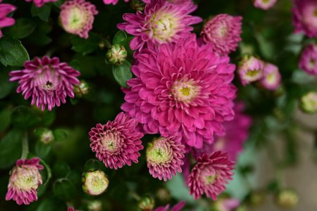 Foto de Hermosas flores de color rosa crisantemo en el jardín - Imagen libre de derechos
