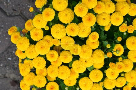 Foto de Hermosas flores de crisantemos en el jardín - Imagen libre de derechos
