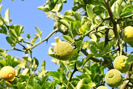 Téléchargez les photos : Citrons verts sur l'arbre, vue rapprochée - en image libre de droit
