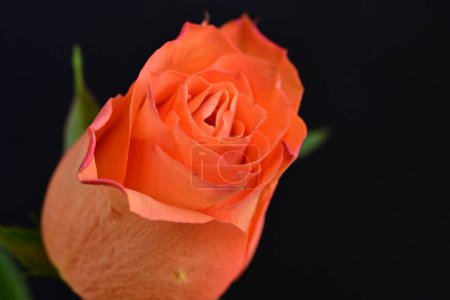 Foto de Hermosa rosa sobre fondo oscuro, concepto de verano, vista cercana - Imagen libre de derechos
