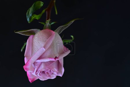 Photo for Beautiful rose on dark background, summer concept, close view - Royalty Free Image