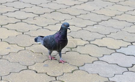 Téléchargez les photos : Le pigeon marche dans la ville - en image libre de droit