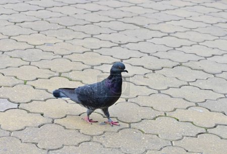 Téléchargez les photos : Le pigeon marche dans la ville - en image libre de droit