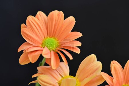 Téléchargez les photos : Fleurs orange sur fond noir - en image libre de droit