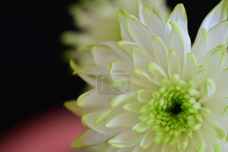 Photo for Beautiful white flower in the garden - Royalty Free Image