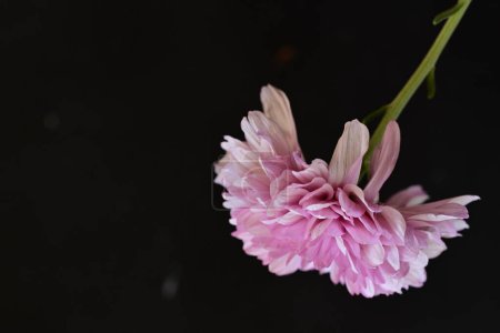 Foto de Hermosa flor rosa sobre fondo negro - Imagen libre de derechos