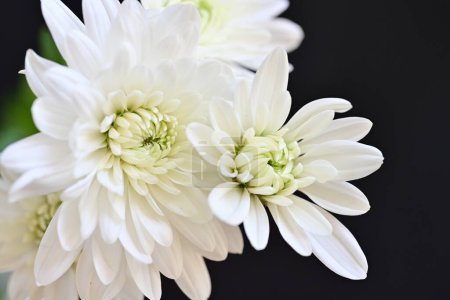 Foto de Hermosas flores sobre fondo oscuro - Imagen libre de derechos