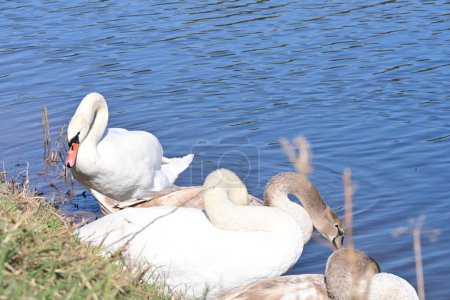 Photo for Beautiful swans  on the lake - Royalty Free Image