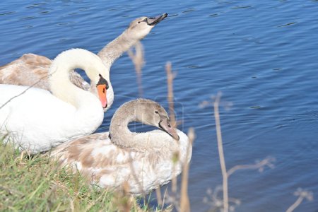 Foto de Hermosos cisnes en el lago - Imagen libre de derechos