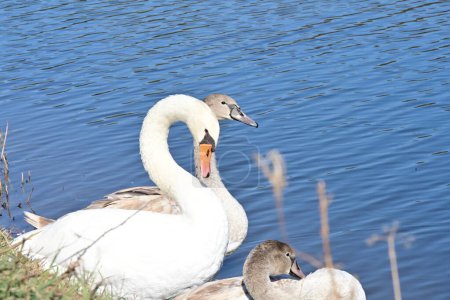 Foto de Hermosos cisnes en el lago - Imagen libre de derechos