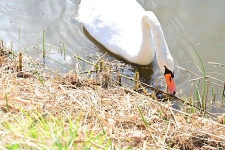 Photo for Swan in a lake, close up - Royalty Free Image