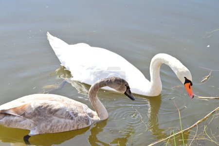 Téléchargez les photos : Beaux cygnes sur le lac - en image libre de droit