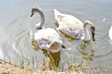 Téléchargez les photos : Beaux cygnes sur le lac - en image libre de droit
