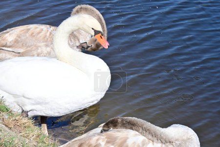 Photo for Beautiful swans on the lake, flora and fauna - Royalty Free Image