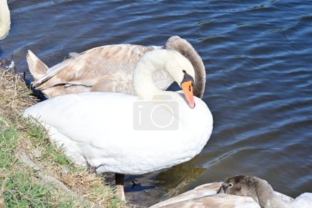 Téléchargez les photos : Beaux cygnes sur le lac, la flore et la faune - en image libre de droit