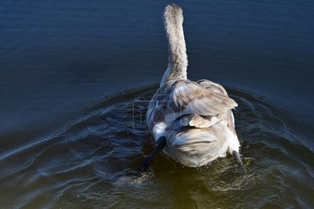 Photo for Beautiful swan on the lake, flora and fauna - Royalty Free Image