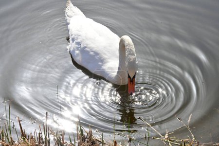 Téléchargez les photos : Beau cygne sur le lac, la flore et la faune - en image libre de droit