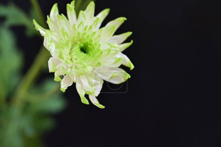 Téléchargez les photos : Fleurs blanches étonnantes sur fond noir - en image libre de droit