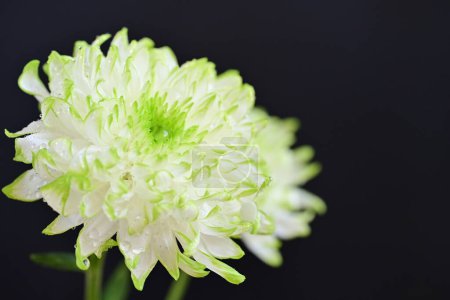 Photo for Amazing white flowers on black background - Royalty Free Image