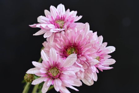 Photo for Amazing pink flowers on black background - Royalty Free Image
