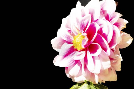 Téléchargez les photos : Fleurs roses étonnantes sur fond noir - en image libre de droit