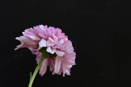 Foto de Increíbles flores rosadas sobre fondo negro - Imagen libre de derechos