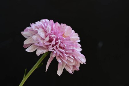 Téléchargez les photos : Fleurs roses étonnantes sur fond noir - en image libre de droit