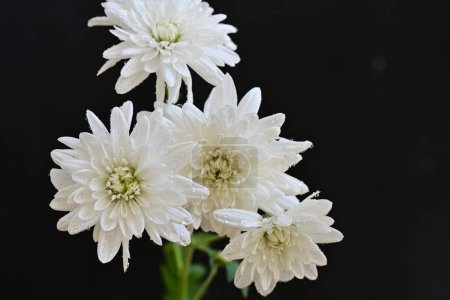 Téléchargez les photos : Fleurs blanches étonnantes sur fond noir - en image libre de droit