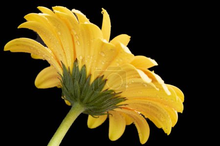 Téléchargez les photos : Belle fleur de gerbera sur fond sombre - en image libre de droit